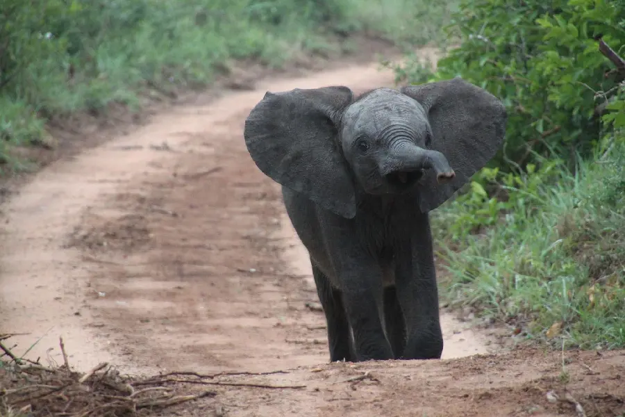 Download a cute and funny stock photo of a baby elephant walking on the road