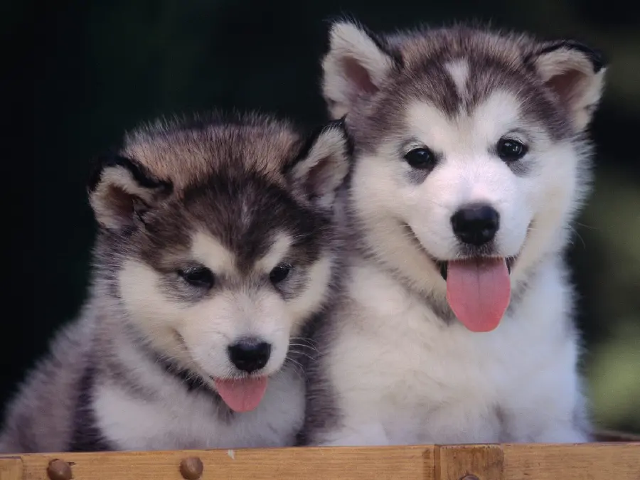 Photos of Husky puppies for pet lovers' profiles