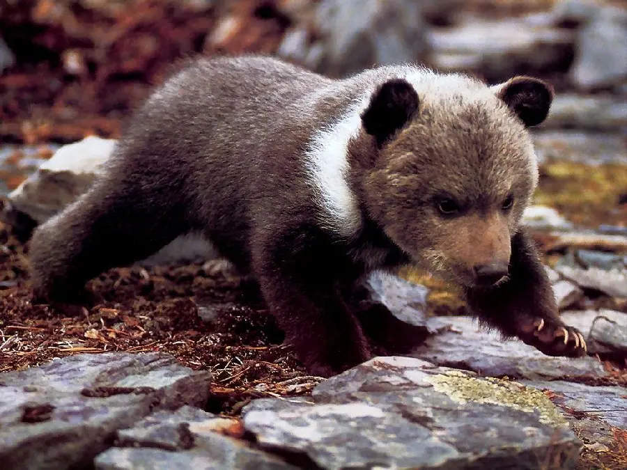 Attractive background for your computer of a lonely little bear cub