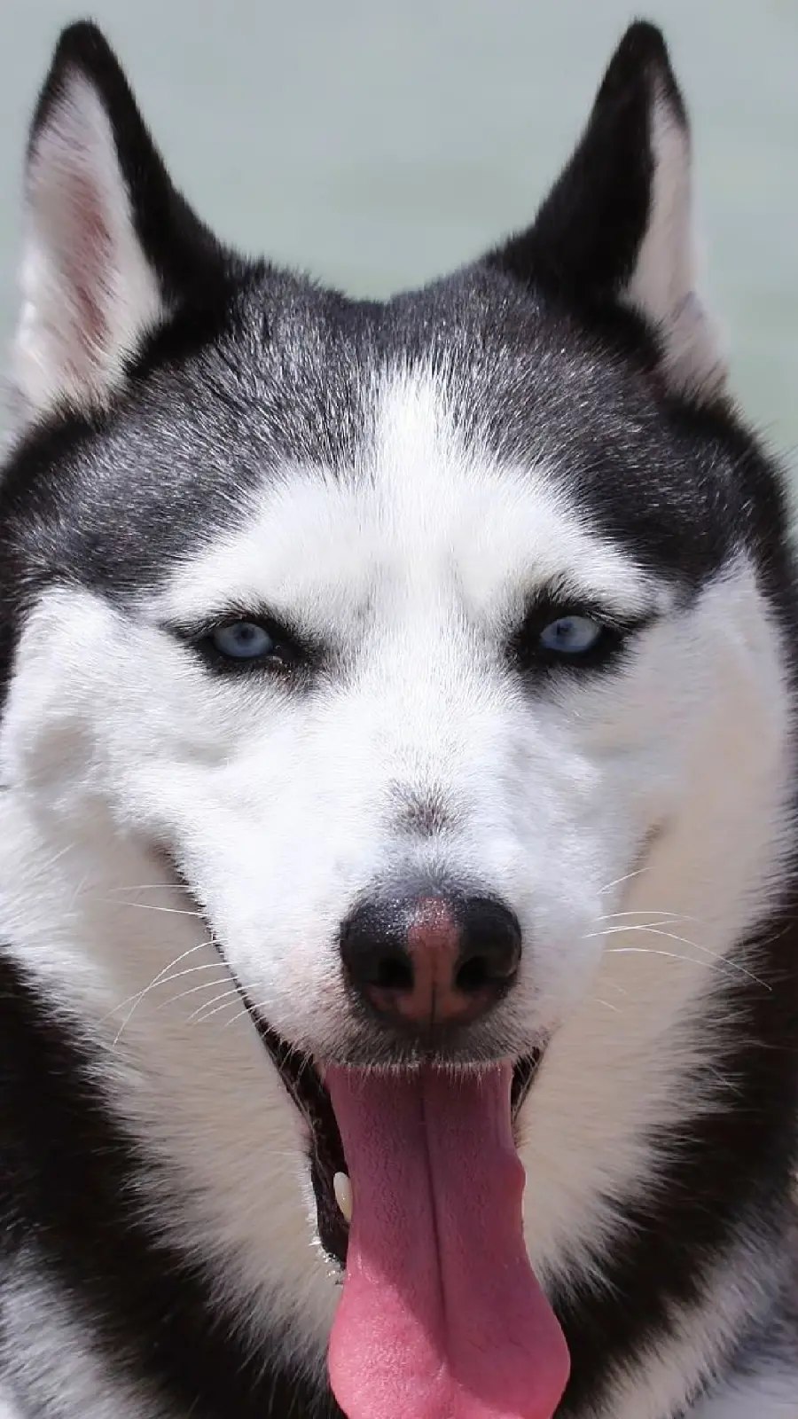 High quality background image of a Husky Smiling for iPhone