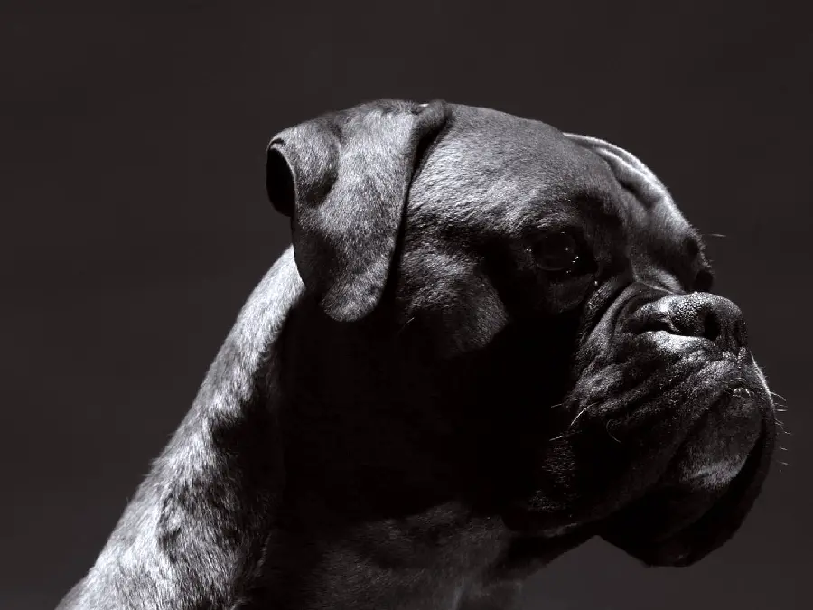 Black Boxer Guard Dog Background Photo for Poster Printing