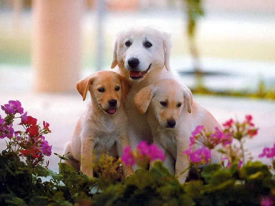 Latest High quality dog ​​wallpapers for desktop 