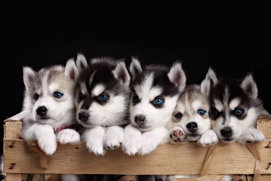 Fluffy Husky puppies wallpaper for laptop