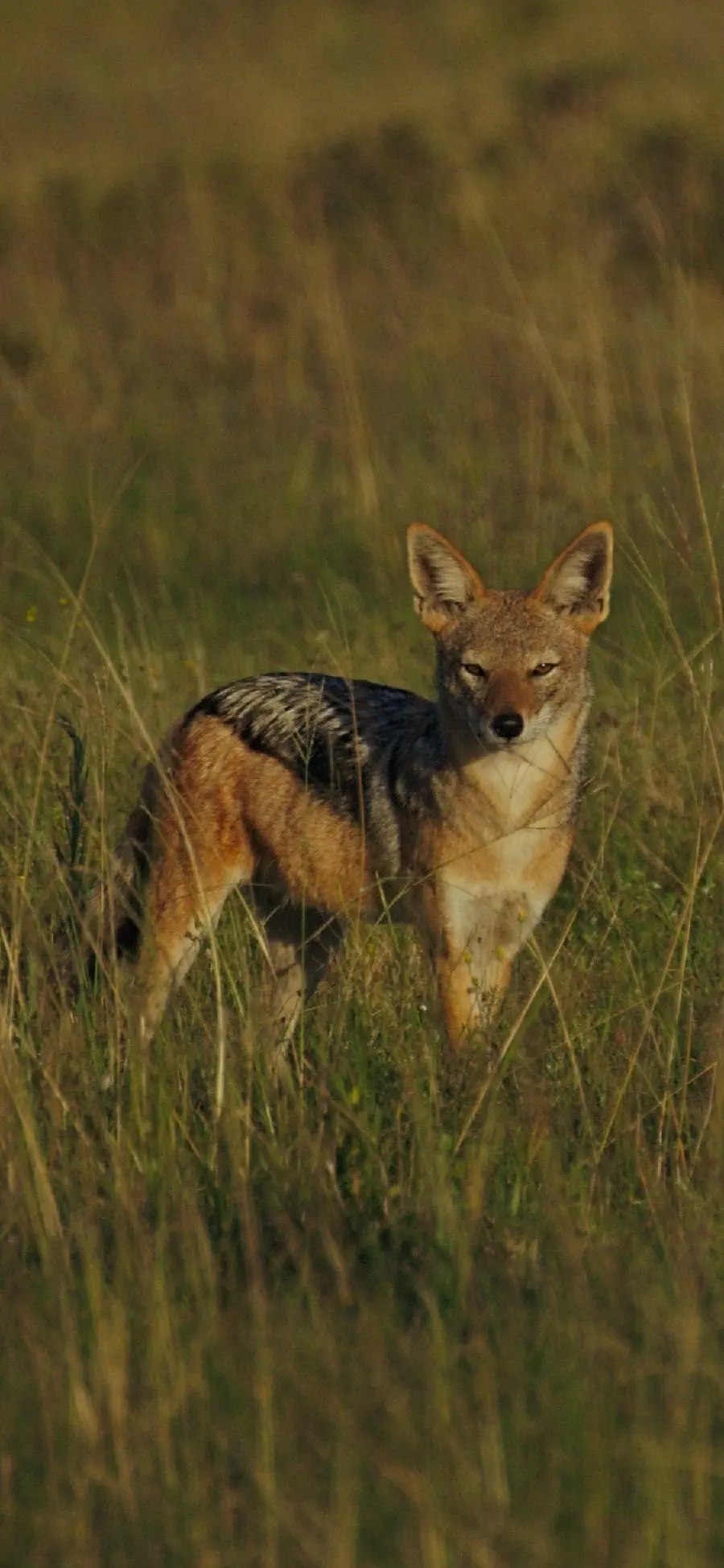 Cool Background for Phone of Jackal in the Wild