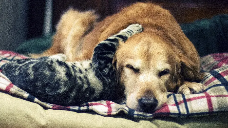Free download of a beautiful photo of a dog and a cat friendship in 4K quality