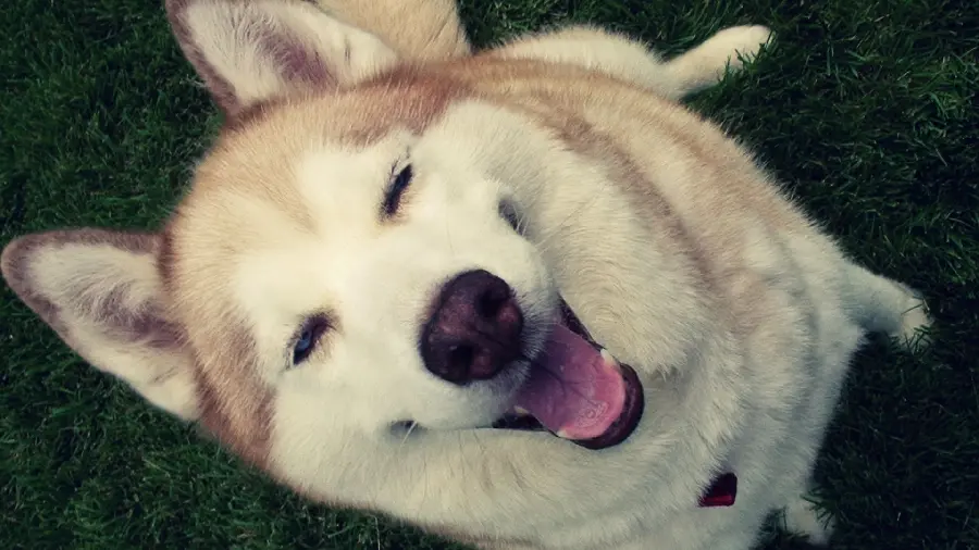 Download Husky Wallpaper with Funny and Fun HD View