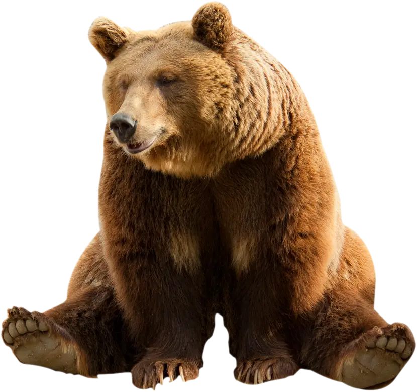 Download Attractive and Spectacular Bear PNG Wallpaper