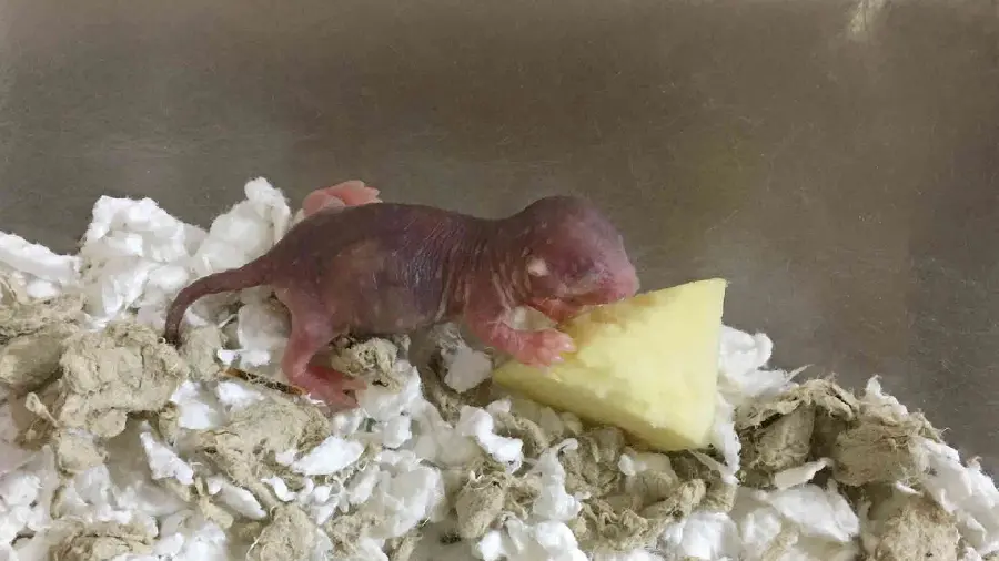 Photo of a newborn baby mouse without hair