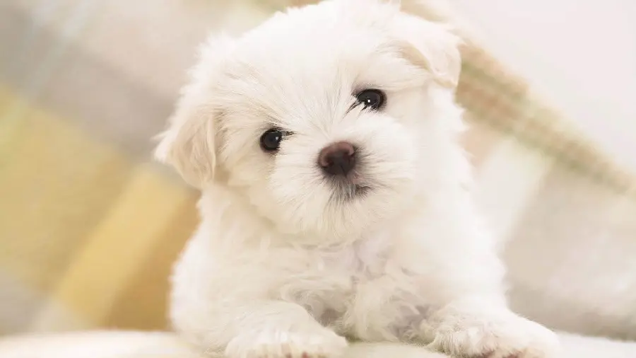 Download Cute Teddy Dog Wallpaper in 4K Quality