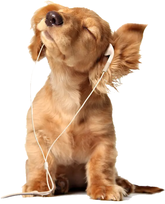 Spectacular background image of a real dog in PNG format