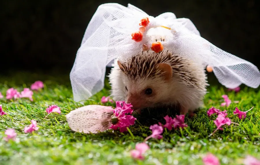 Baby hedgehog wallpaper with white net and great editing