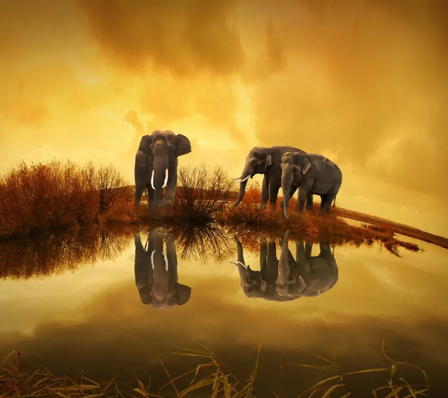 Download a photo taken of elephants by the lake at sunset