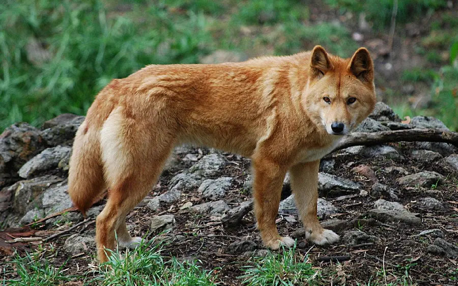 Background of dingo for animal lovers Wild