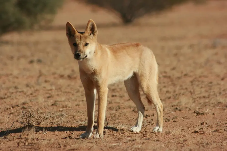 Download the most attractive Dingo or Australian Wild Dog stock photos