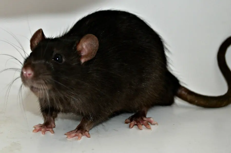 A very cute and sweet black rat stock photo