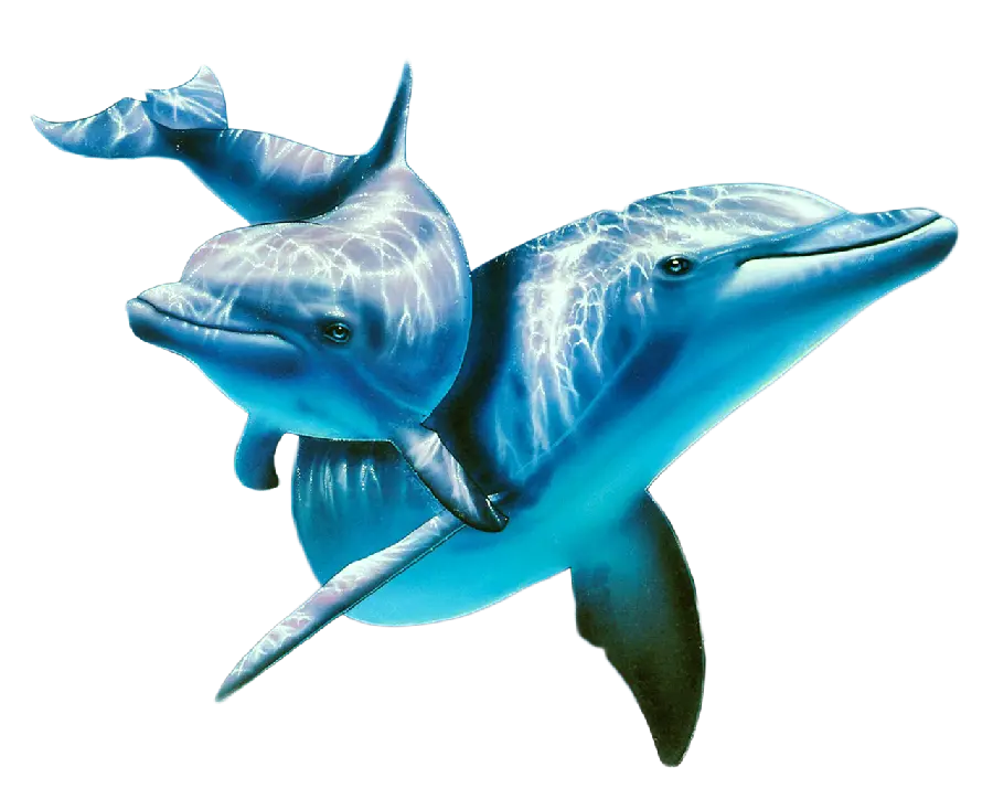 Sea Dolphin PNG Image for Printing
