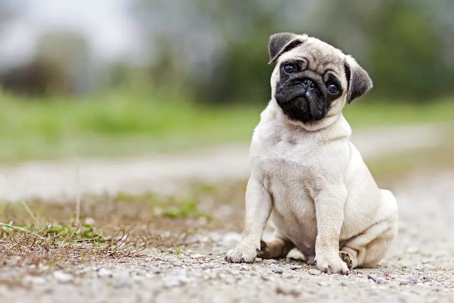 Pug Dog Profile Picture for Social Media