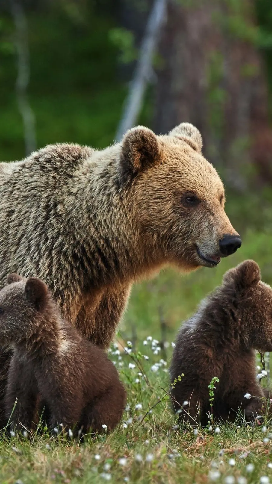 Stunning stock photo of a bear cub for the phone lock screen