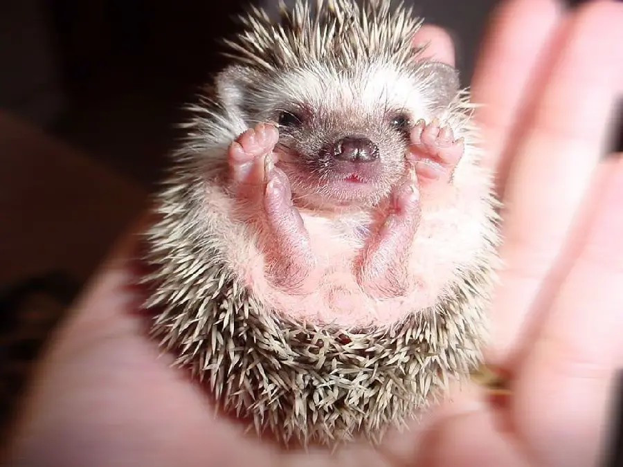 Wallpaper for lovers of cute baby hedgehogs