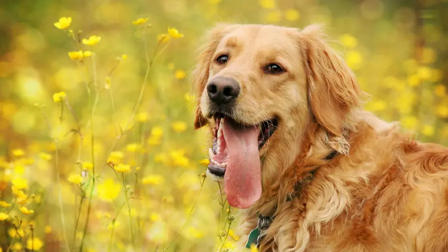Most downloaded dog desktop wallpaper