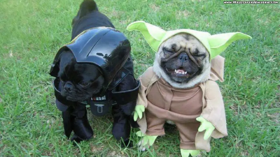 Funny high quality background for small dog lovers