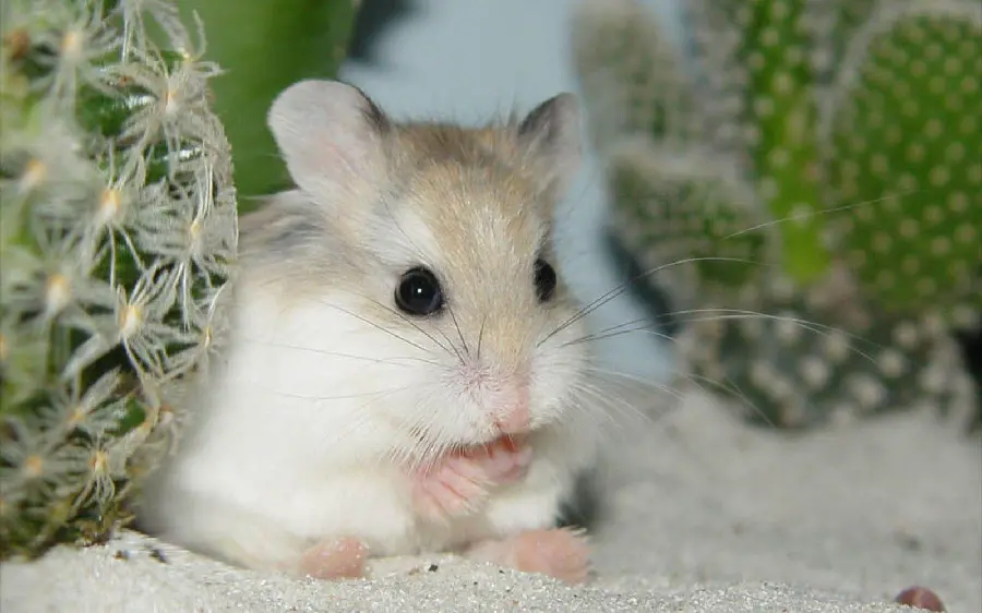 Hamster picture next to cacti