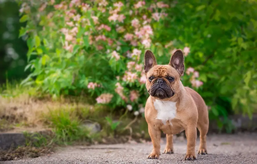 Amazing 4K French Bulldog Dog Background for Post and Story Design
