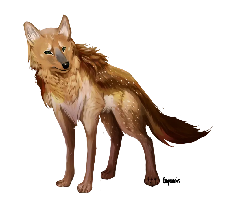 Real Fox Background Image in PNG File