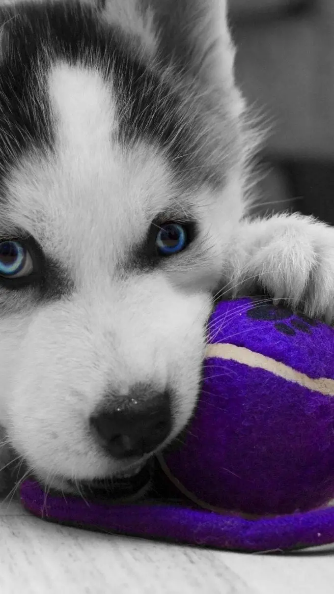 Husky Background Photo for iPhone and Pet Lovers Profile