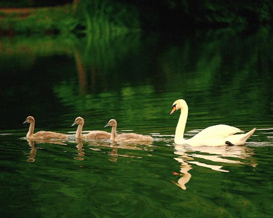 A family of swans and their children swimming, a very beautiful picture suitable for wallpaper