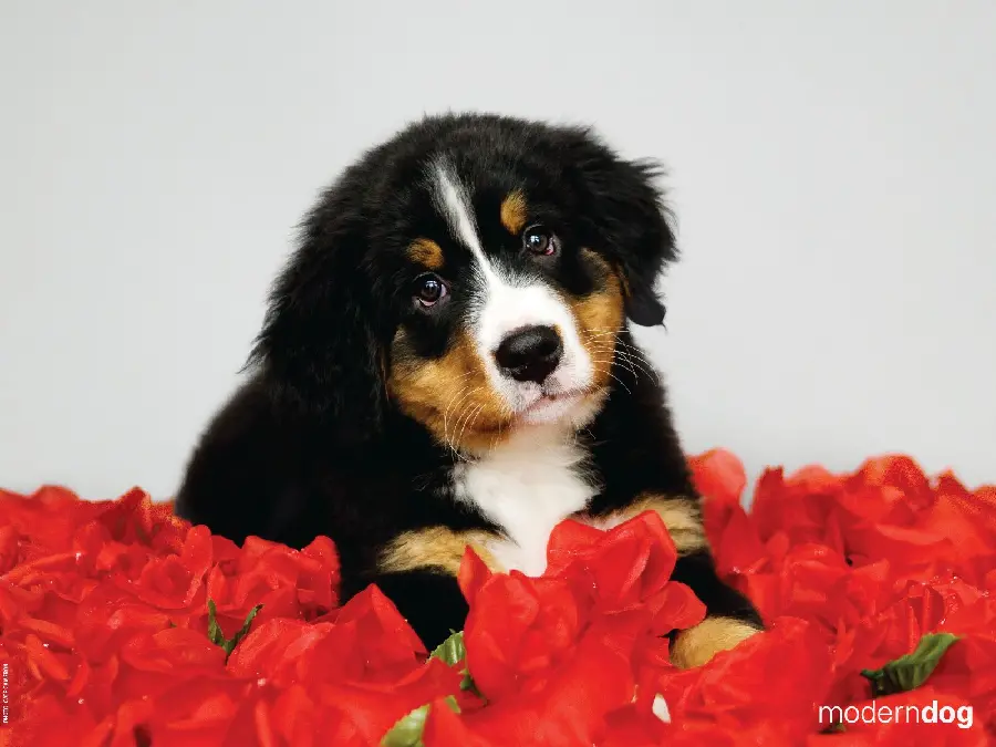 High Resolution Profile Picture with Dog Design for Valentine's Day