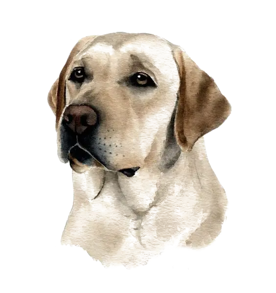 Download Real Dog Stock Image PNG Ready for Photoshop