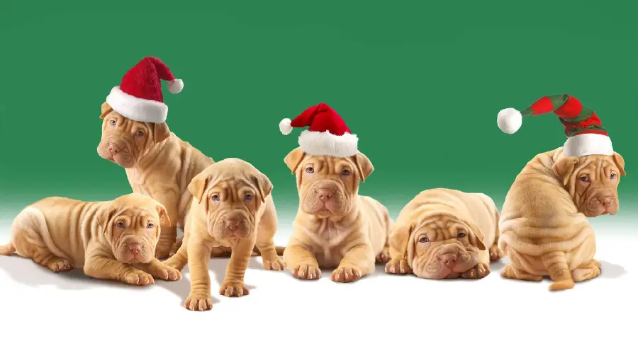 High quality Christmas dog wallpaper for desktop