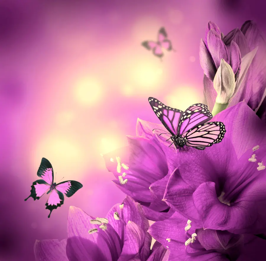 Spectacular and HD purple butterfly wallpaper for girls' profiles