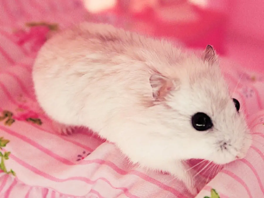 Free and high-quality image of a hamster
