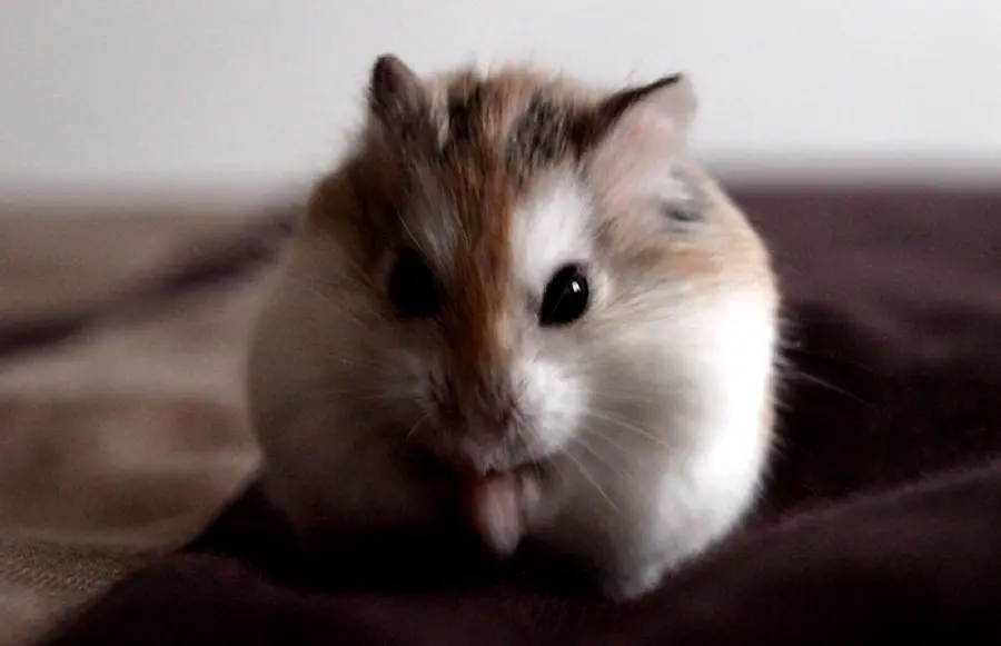 Thinking hamster picture