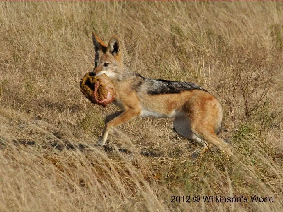 Download background of jackal carrying game meat