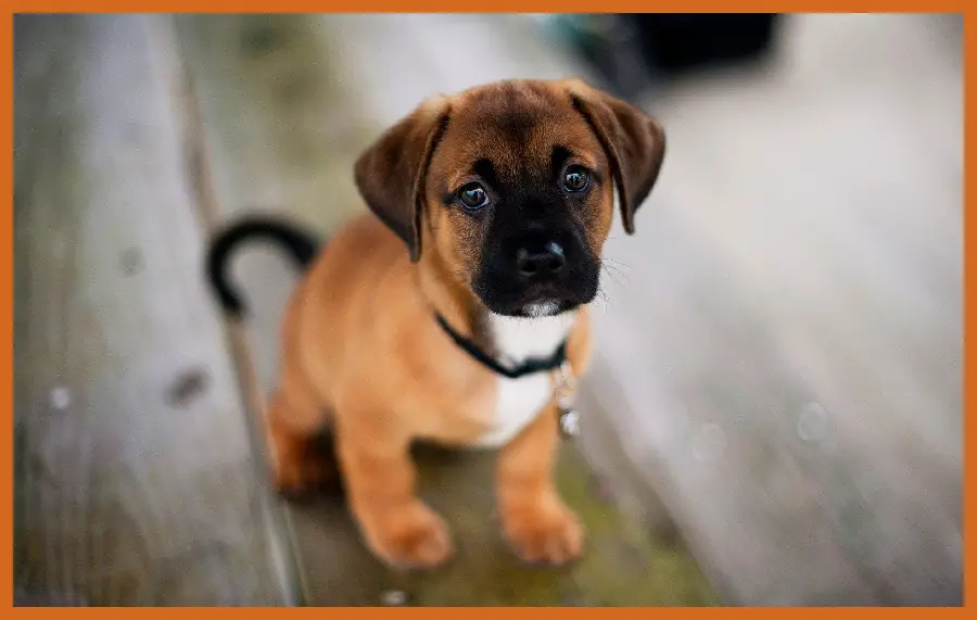 Free download of all dog photos for desktop background 