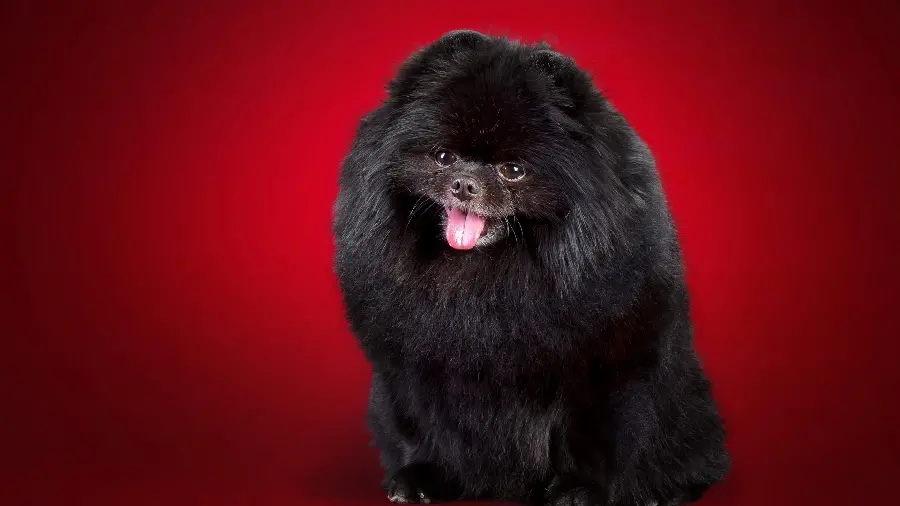 Cute black Pomeranian dog wallpaper with a simple red background