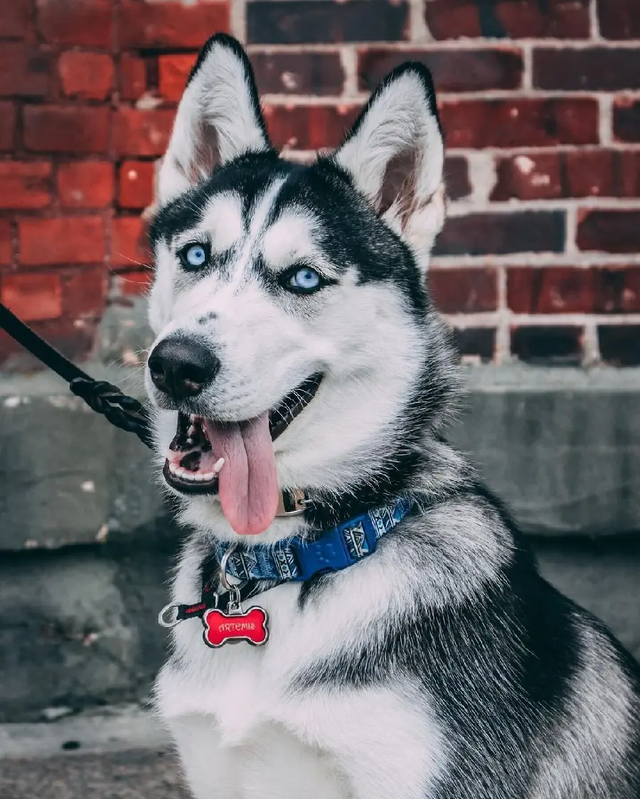 Beautiful and High Quality Blue-Eyed Husky Background Image