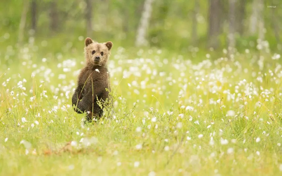 Stock image of a bear cub standing in a free forest