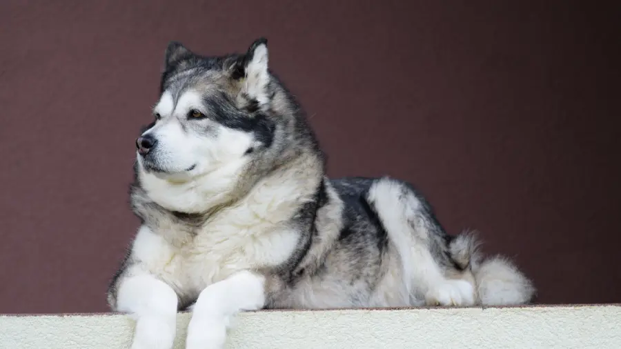 Special 4K quality background photo of the popular Husky breed dog