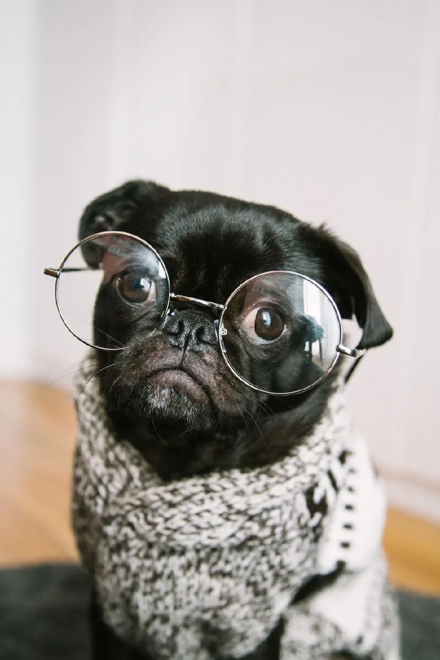 Funny dog ​​background image for Telegram chat page