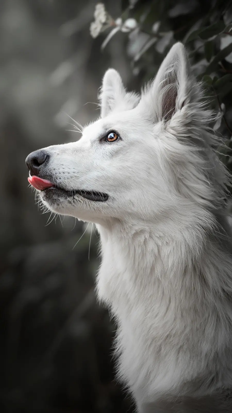 White German Shepherd Wallpaper with Unique View for Back Grand Phone 
