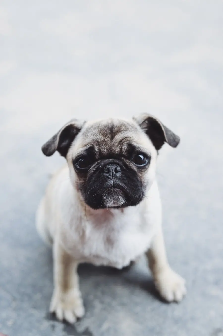 Cute and Lovely Pug Puppy Wallpaper