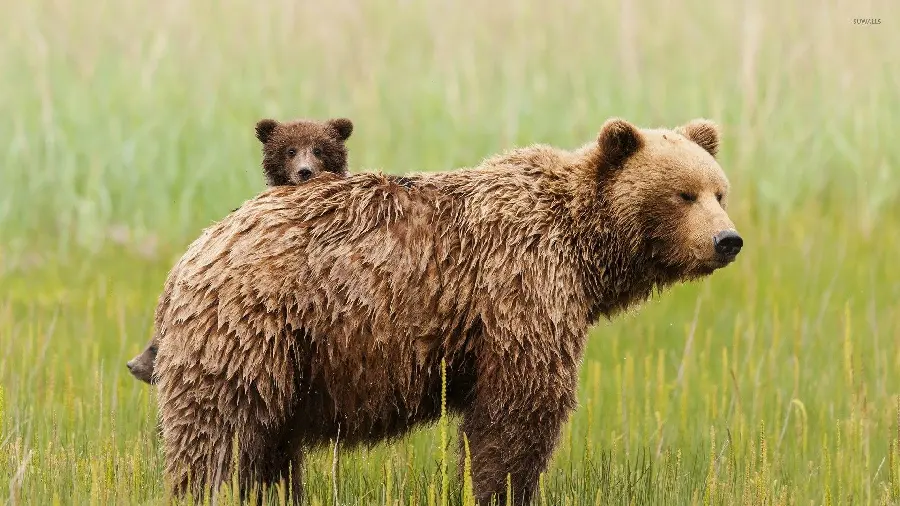 Download free backgrounds of real bear cubs