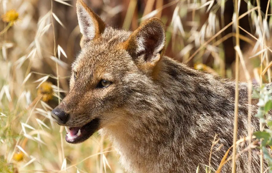 Amazing Jackal Profile Picture for WhatsApp 