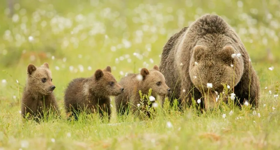 Stock photo of cute bear cubs in lush green fields