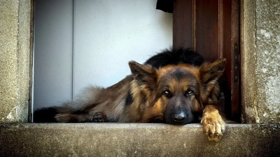 German Shepherd Rex Wallpaper for Big Pet Lovers