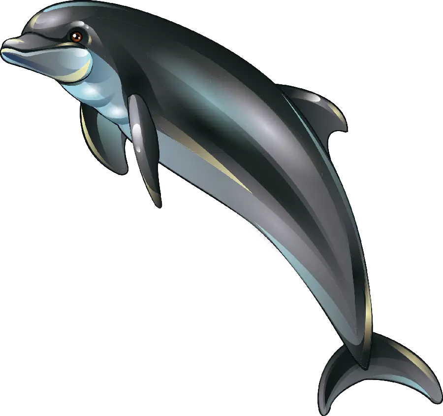 Dolphin PNG image for use in graphic software